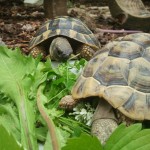 Ernährung Schildkröten
