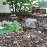 Landschildkröten im Außengehege
