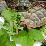 Schildkröte frisst Disteln, Löwenzahn, Klee, Spitzwegerich und Erdbeerblätter
