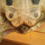 weibliche Schildkröte