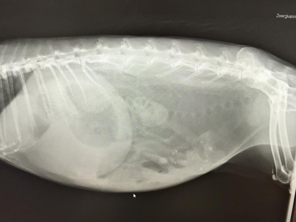 Medizinisches Tierarztpraxis im Koelle Zoo