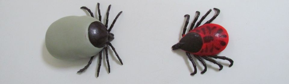 Ektoparasiten Prophylaxe und Behandlung