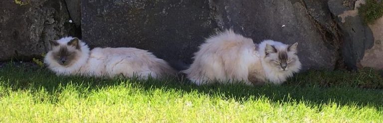 Medizinisches Tierarztpraxis im Koelle Zoo